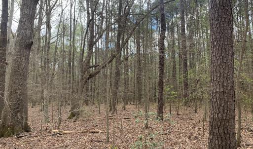 Photo #24 of Off Riverdale Dr, Franklin, VA 11.3 acres