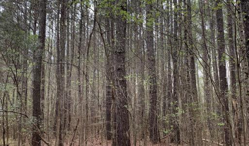 Photo #28 of Off Riverdale Dr, Franklin, VA 11.3 acres