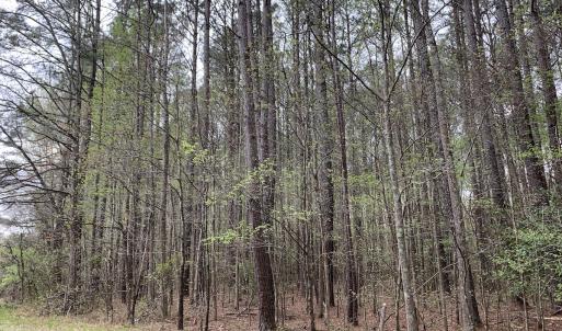 Photo #29 of Off Riverdale Dr, Franklin, VA 11.3 acres