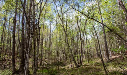 Photo #21 of SOLD property in OFF Birch-Elmo Rd, South Boston, VA 20.0 acres