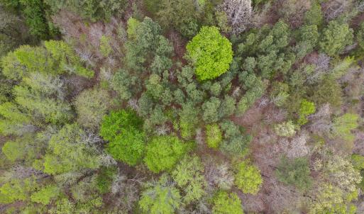 Photo #22 of SOLD property in OFF Birch-Elmo Rd, South Boston, VA 20.0 acres