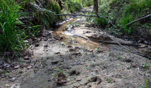 Photo #23 of SOLD property in OFF Birch-Elmo Rd, South Boston, VA 20.0 acres