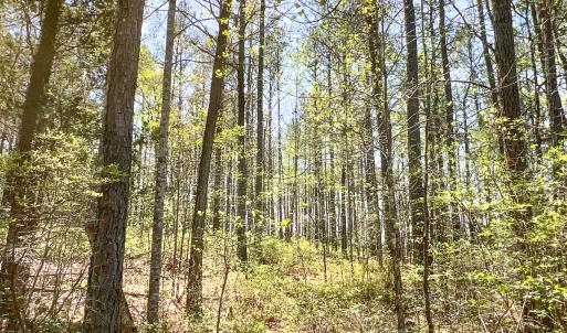 Photo #6 of SOLD property in Off Sparta Road, Milford, VA 30.7 acres