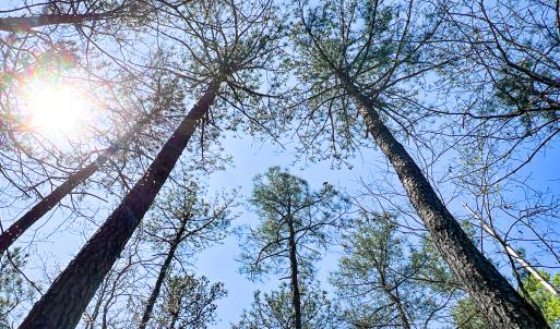 Photo #13 of SOLD property in Off Sparta Road, Milford, VA 30.7 acres