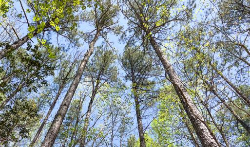 Photo #16 of SOLD property in Off Sparta Road, Milford, VA 30.7 acres