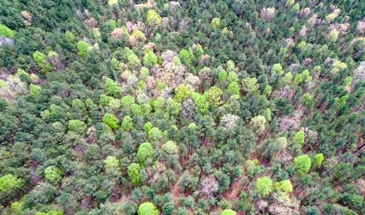 Photo #19 of SOLD property in Off Sparta Road, Milford, VA 30.7 acres