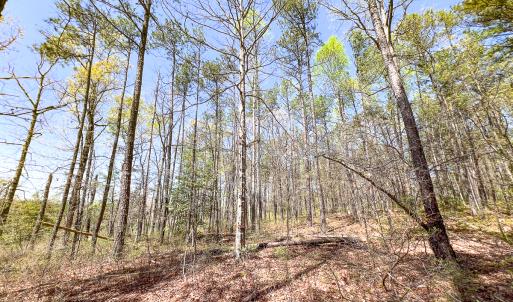Photo #22 of SOLD property in Off Sparta Road, Milford, VA 30.7 acres