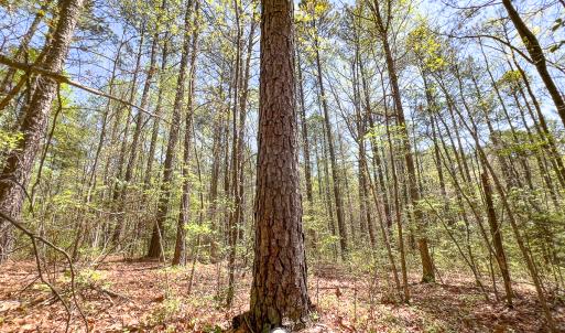 Photo #25 of SOLD property in Off Sparta Road, Milford, VA 30.7 acres