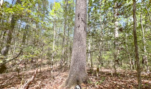 Photo #26 of SOLD property in Off Sparta Road, Milford, VA 30.7 acres