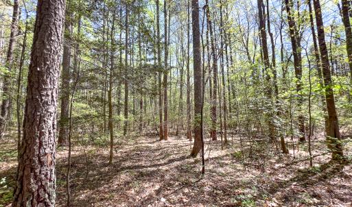 Photo #28 of SOLD property in Off Sparta Road, Milford, VA 30.7 acres