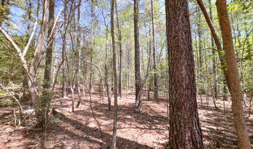 Photo #31 of SOLD property in Off Sparta Road, Milford, VA 30.7 acres