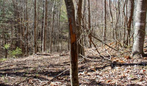 Photo #15 of SOLD property in Off Reedsville Rd NW, Floyd, VA 36.6 acres