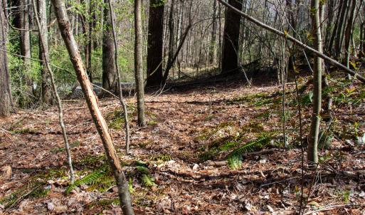 Photo #16 of SOLD property in Off Reedsville Rd NW, Floyd, VA 36.6 acres