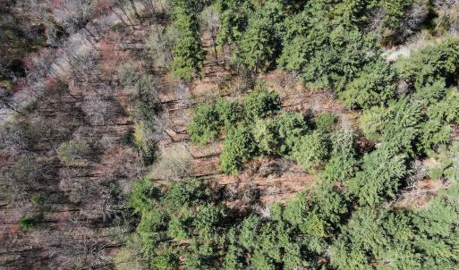 Photo #19 of SOLD property in Off Reedsville Rd NW, Floyd, VA 36.6 acres