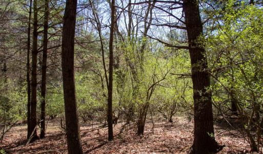 Photo #8 of SOLD property in Off Reedsville Rd NW, Floyd, VA 36.6 acres