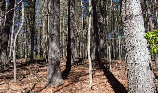 Photo #24 of SOLD property in Off Reedsville Rd NW, Floyd, VA 36.6 acres