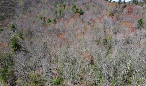Photo #25 of SOLD property in Off Reedsville Rd NW, Floyd, VA 36.6 acres