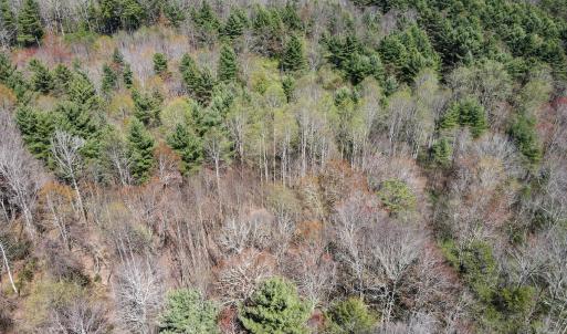 Photo #26 of SOLD property in Off Reedsville Rd NW, Floyd, VA 36.6 acres