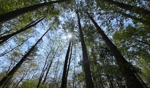 Photo #6 of SOLD property in Lebanon Church Rd, Jarratt, VA 81.0 acres