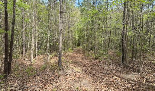 Photo #13 of SOLD property in Lebanon Church Rd, Jarratt, VA 81.0 acres