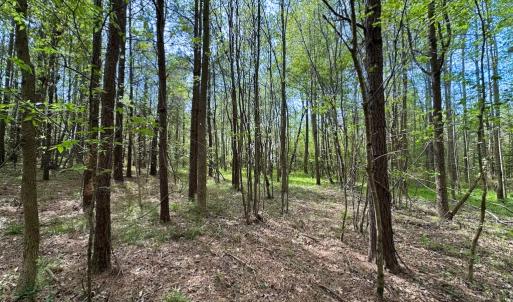 Photo #14 of SOLD property in Lebanon Church Rd, Jarratt, VA 81.0 acres