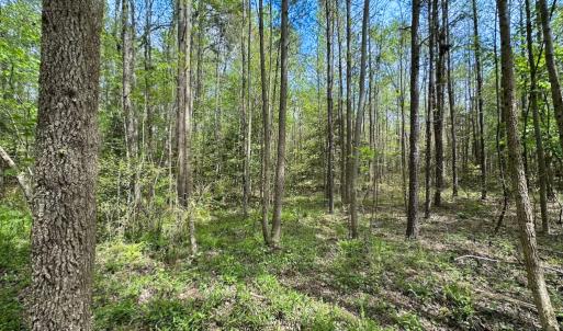 Photo #16 of SOLD property in Lebanon Church Rd, Jarratt, VA 81.0 acres