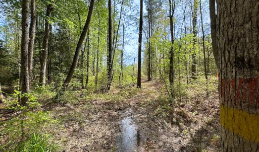 Photo #20 of SOLD property in Lebanon Church Rd, Jarratt, VA 81.0 acres