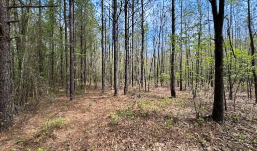 Photo #23 of SOLD property in Lebanon Church Rd, Jarratt, VA 81.0 acres