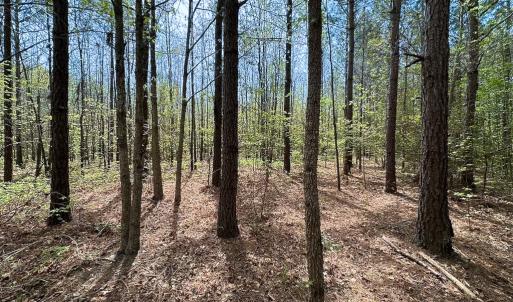 Photo #25 of SOLD property in Lebanon Church Rd, Jarratt, VA 81.0 acres