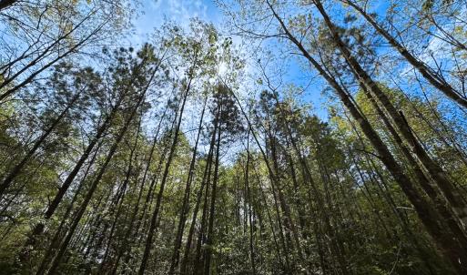Photo #27 of SOLD property in Lebanon Church Rd, Jarratt, VA 81.0 acres