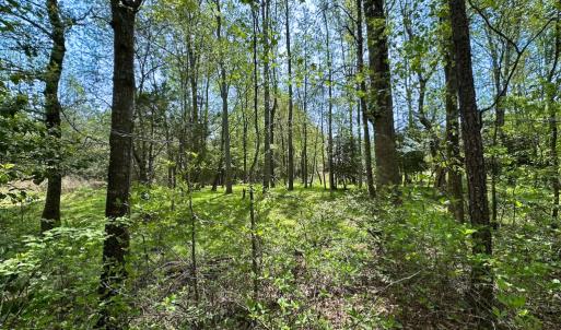 Photo #29 of SOLD property in Lebanon Church Rd, Jarratt, VA 81.0 acres