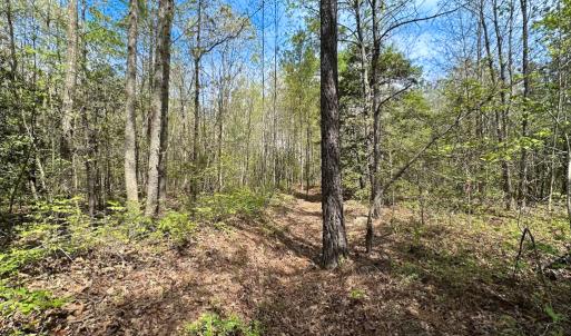 Photo #31 of SOLD property in Lebanon Church Rd, Jarratt, VA 81.0 acres