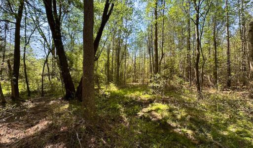Photo #32 of SOLD property in Lebanon Church Rd, Jarratt, VA 81.0 acres