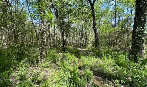 Photo #34 of SOLD property in Lebanon Church Rd, Jarratt, VA 81.0 acres