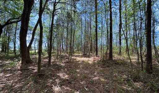 Photo #35 of SOLD property in Lebanon Church Rd, Jarratt, VA 81.0 acres