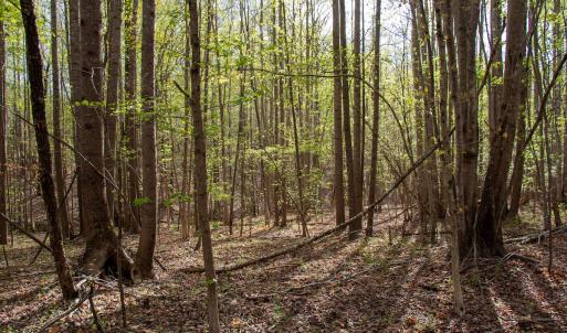 Photo #12 of SOLD property in Off Owens Mill Rd, Nathalie, VA 44.8 acres