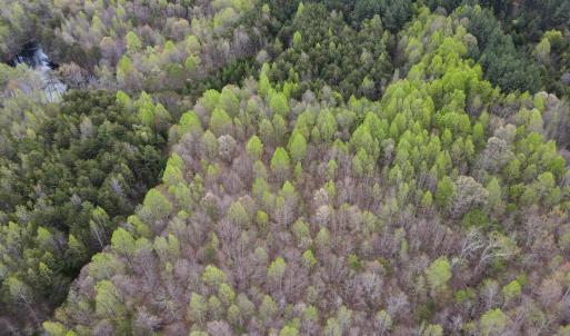 Photo #18 of SOLD property in Off Owens Mill Rd, Nathalie, VA 44.8 acres