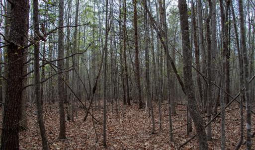 Photo #20 of Off Owens Mill Rd, Nathalie, VA 44.8 acres
