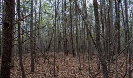 Photo #20 of SOLD property in Off Owens Mill Rd, Nathalie, VA 44.8 acres
