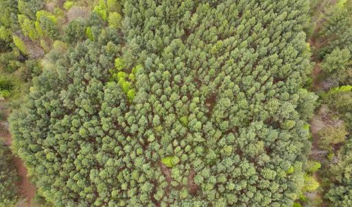 Photo #5 of SOLD property in Off Owens Mill Rd, Nathalie, VA 44.8 acres