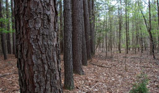 Photo #6 of SOLD property in Off Owens Mill Rd, Nathalie, VA 44.8 acres