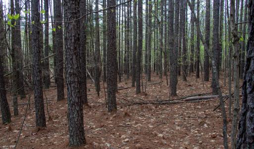 Photo #7 of SOLD property in Off Owens Mill Rd, Nathalie, VA 44.8 acres