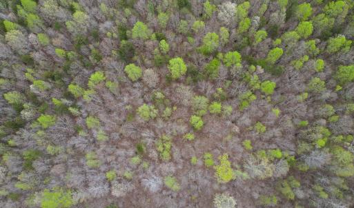 Photo #21 of SOLD property in Off Owens Mill Rd, Nathalie, VA 44.8 acres