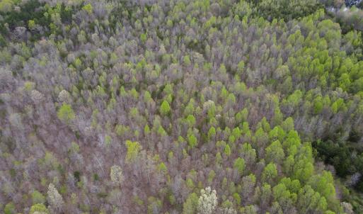 Photo #22 of SOLD property in Off Owens Mill Rd, Nathalie, VA 44.8 acres