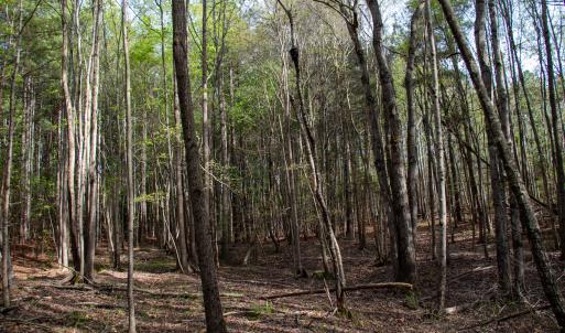 Photo #23 of SOLD property in Off Owens Mill Rd, Nathalie, VA 44.8 acres