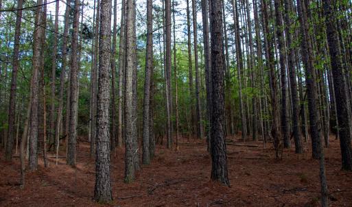 Photo #25 of SOLD property in Off Owens Mill Rd, Nathalie, VA 44.8 acres