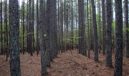 Photo #26 of SOLD property in Off Owens Mill Rd, Nathalie, VA 44.8 acres