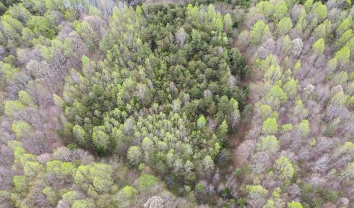 Photo #30 of SOLD property in Off Owens Mill Rd, Nathalie, VA 44.8 acres