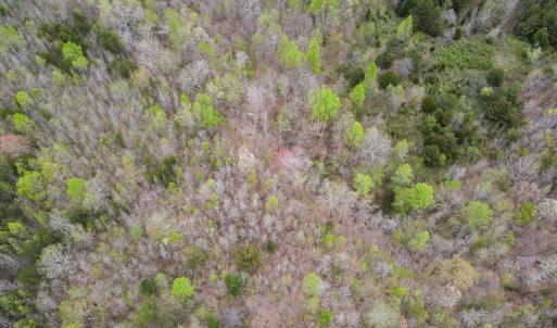 Photo #36 of SOLD property in Off Owens Mill Rd, Nathalie, VA 44.8 acres
