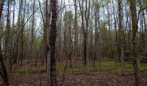 Photo #38 of SOLD property in Off Owens Mill Rd, Nathalie, VA 44.8 acres